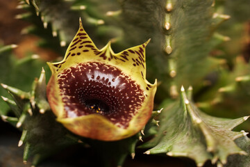 Close up image of the flower of a Stapelia Huernia Transvaalensis