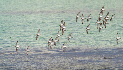 Flock of Dunlin
