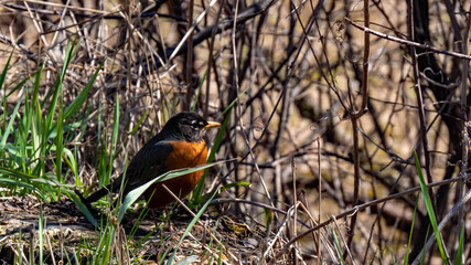 Close-up of an american robin resting in the grass in a forest on a warn spring day in april with a blurred field in the background.