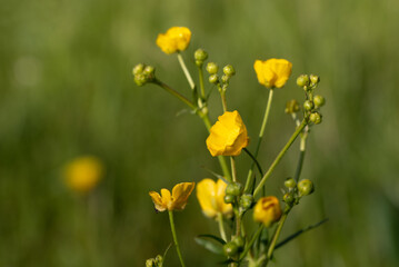 Yellow flowering Buttercups (Ranunculus) growing in the meadow in spring.