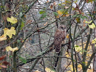 Close-up of a barred owl perched on a tree branch in the forest on a cool autumn day in October.