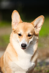 Red welsh corgi pembroke portrait