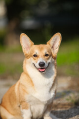 Red welsh corgi pembroke portrait