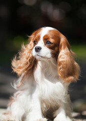Small dog breed Cavalier King Charles Spaniel