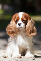 Small dog breed Cavalier King Charles Spaniel