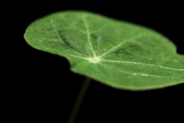 Nahaufnahme grünes Blatt