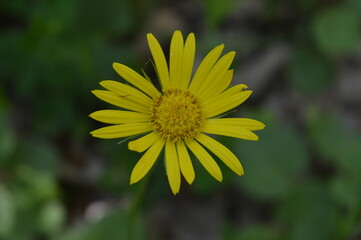 Beautiful wild yellow flower in the forest