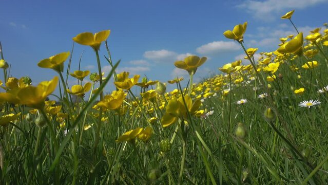 4K seamless looping background of buttercups in a meadow, sunshine