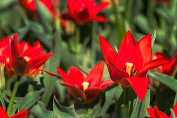 Fototapeta premium Red Tulip Patch in Bloom