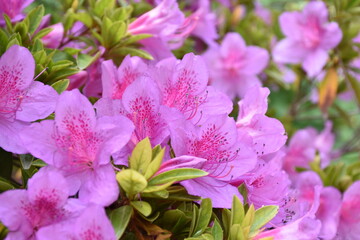 azalea in fiore