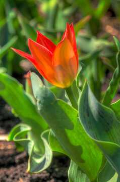 Single Tulip in Bloom