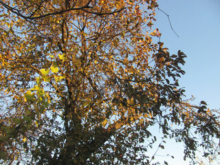 branches with green and yellow leaves against the sky