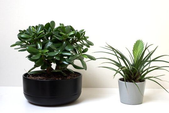 Closeup of decorative green interior plants in pots on white background