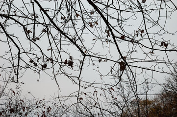 Bare tree branches with remnants of autumn leaves against a gray sky