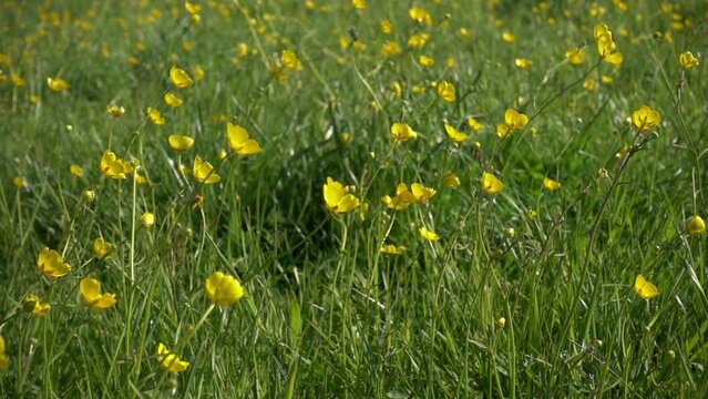 seamless loop of a buttercup meadow in the sun, slow motion.  Background