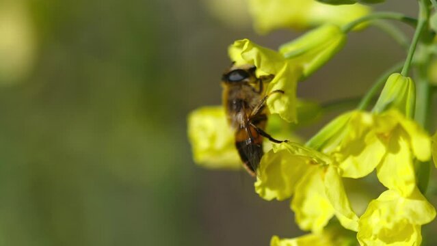 Bee on rapeseed flower