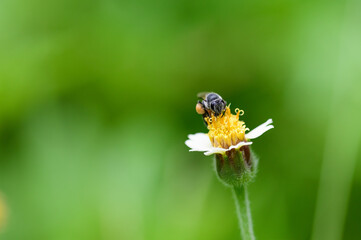 
The little bee is looking for nectar from the flowers to carry it back to the hive to feed the larvae. Look at it, it's very intentional. There is pollen attached to the leg of the same color as the 