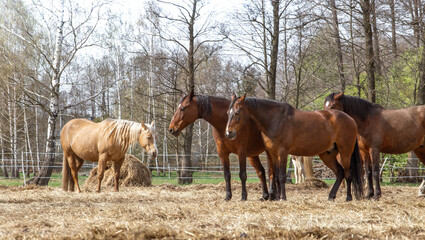 Horses in a meadow in spring on a sunny day. Palomino and the bay are eating hay. Nutrition, horse...
