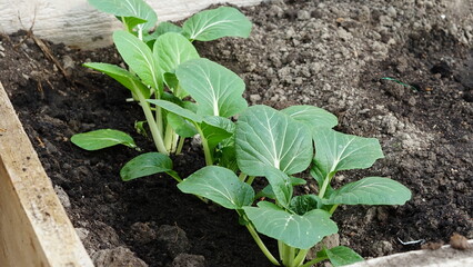 Small Bok choy plants growing in raised bed vegetable garden horizontal
