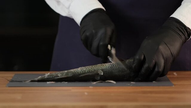 Mullet fish. Peel mullet fish from scales with a sharp knife. Fresh fish cutting process. Unrecognizable cook cleans the fish. Healthy nutrition of seafood.  Healthy food concept, slow motion