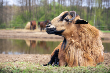 Aries close up. Cameroonian sheep. Portrait head horns
