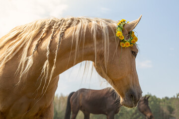 Horse portrait, spring, summer with a wreath of flowers. Spring background. Beautiful white mane....