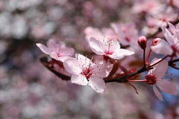 wiosenna kwitnąca na różowo gałąź