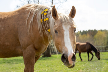 Obraz na płótnie Canvas Portrait of a beautiful palomino horse with flowers in the mane. On the meadow. Spring, summer background. Equestrian hobby. On the ranch