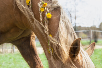 Portrait of a beautiful palomino horse with flowers in the mane. On the meadow. Spring, summer...
