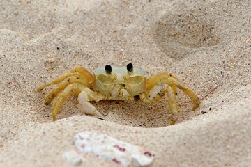 Nahaufnahme Krabbe im Sand