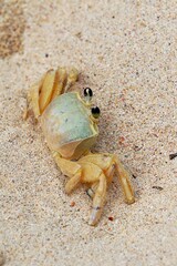 Nahaufnahme Krabbe im Sand