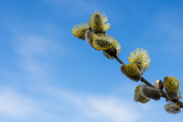 willow flowers on a background of blue sky. Blooming willow twigs and furry willow-catkins