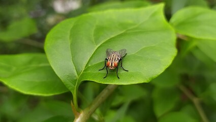 One single small and tiny housefly face with red eyes and black legs and body relaxing isolated on...