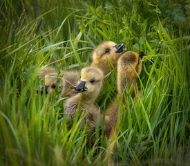 Gosling eating in the long grass