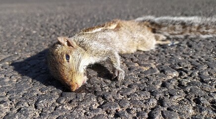 Indian brown squirrel face and dead body in road under hot bright sunlight because of high...