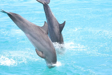 Delfin springt aus dem Wasser