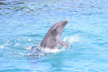 Delfin springt aus dem Wasser © Peter
