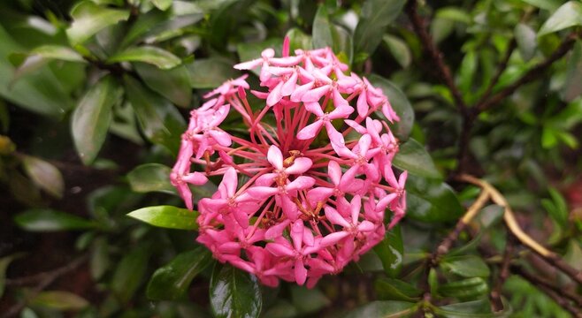 Bunch of thick bright rose or pink color ixora coccinea wet flowers with dew or rain water drops on blurry green natural background and copy space. Beautiful horizontal close up macro side view.
