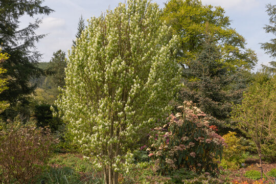 Amelanchier alnifolia obelisk, the shadbush