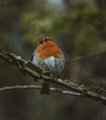 robin on a branch