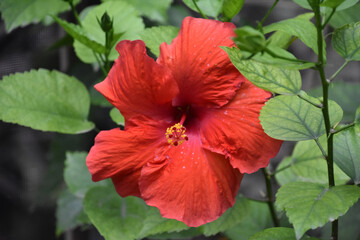 Red Hibiscus Flower with a Yellow Stamen