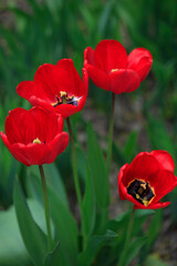 Obraz premium Colorful spring tulups on nature background