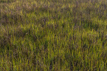 Spring Marsh Grass background 1
