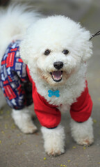 Portrait of bison frize dog breed