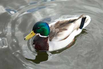 Portrait of colorful duck on water