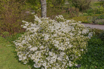 Small white blooms of the rhododendron palestrina