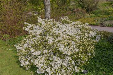 Fototapeta premium Small white blooms of the rhododendron palestrina