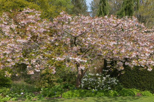 Prunus fugenzo, an ornemental japanese cherry blossom tree
