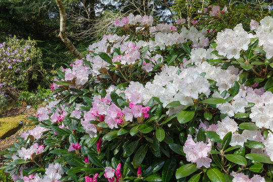 Rhododendron crete producing pink to white springtime flower clusters