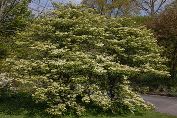 Viburnum plicatum f. tomentosum mariesii